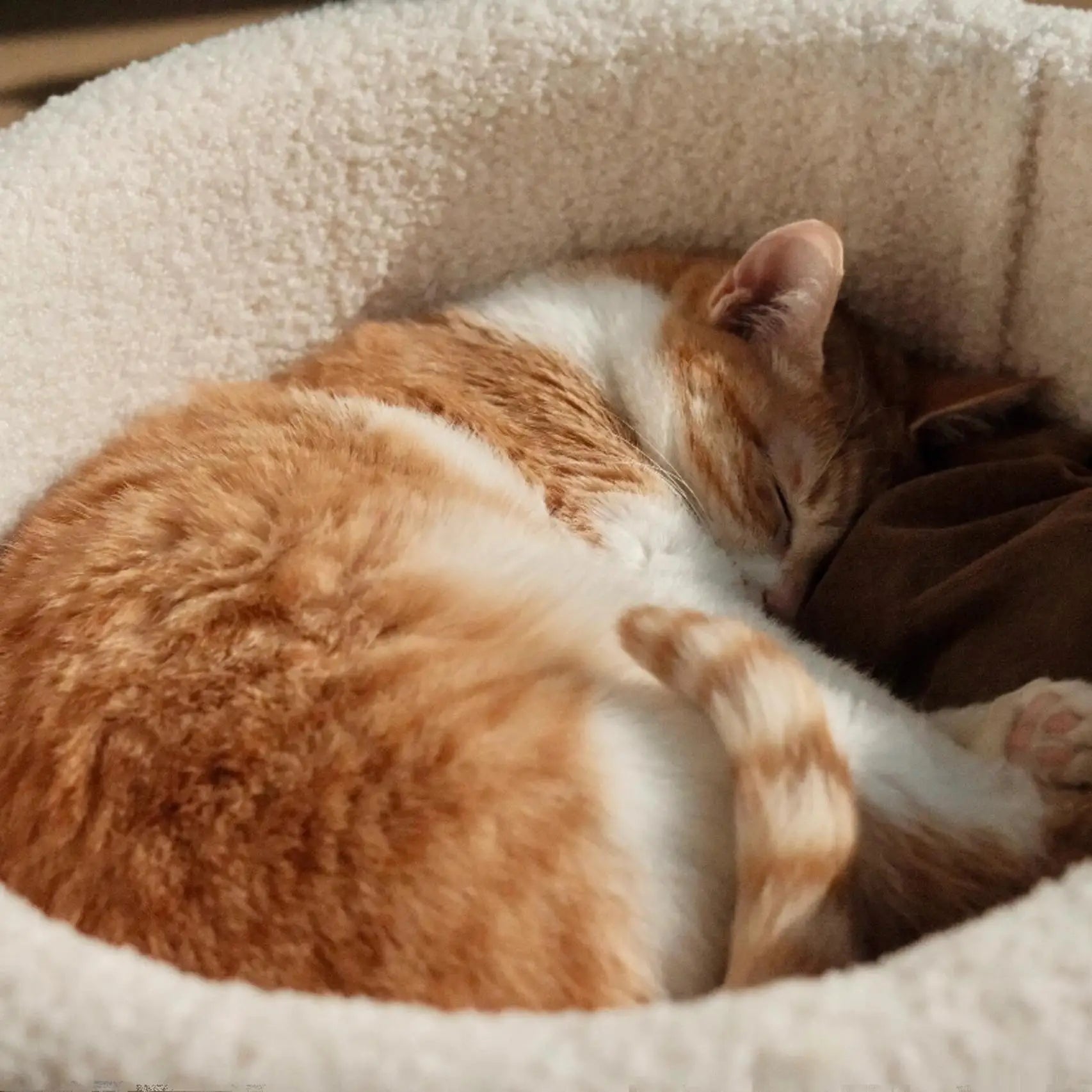 2026 Artisanal Semi-Closed Luxury "Cup" Cat Nest | Thickened Orthopedic Winter Warmth Sanctuary