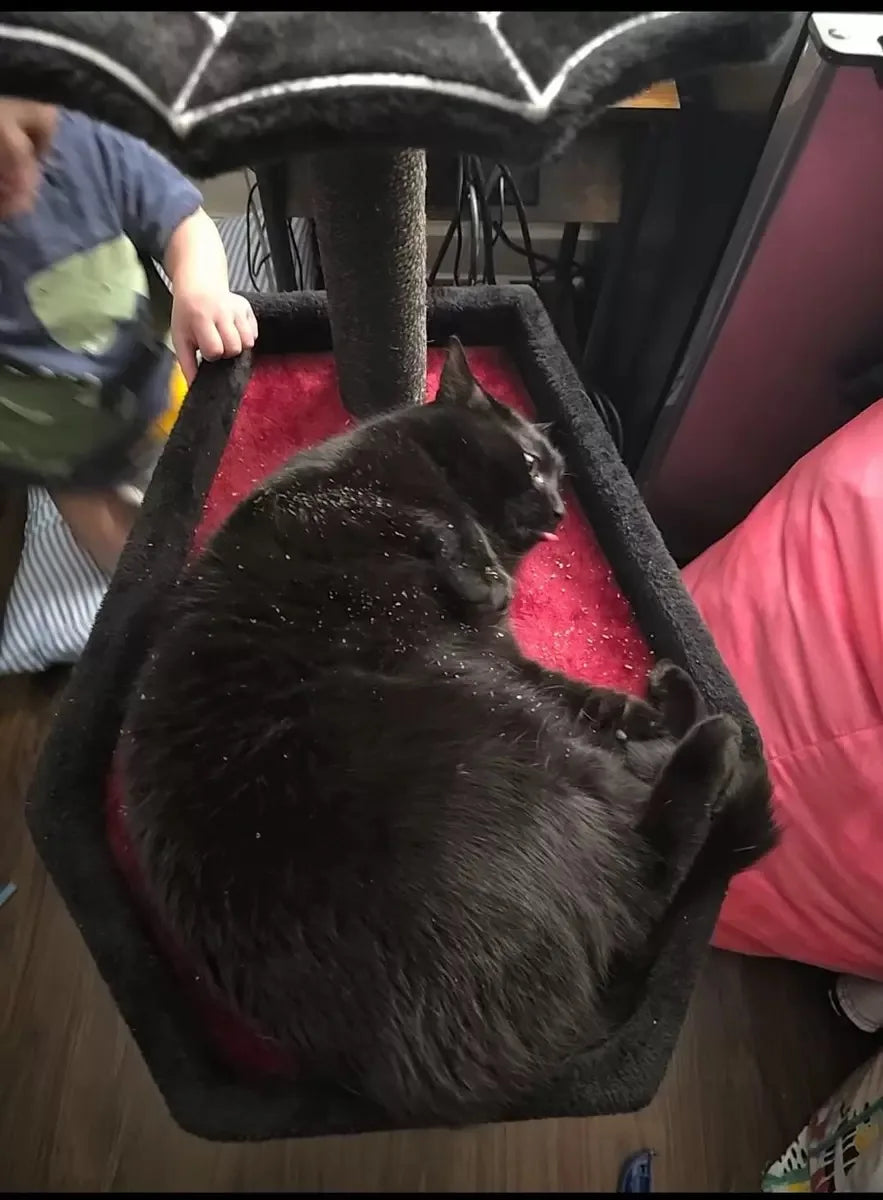 Gothic Coffin Cat Tree | Spooky Alternative Cat Tower